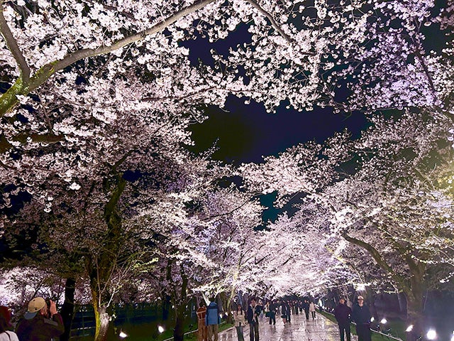 高田城址(じょうし)公園の夜桜